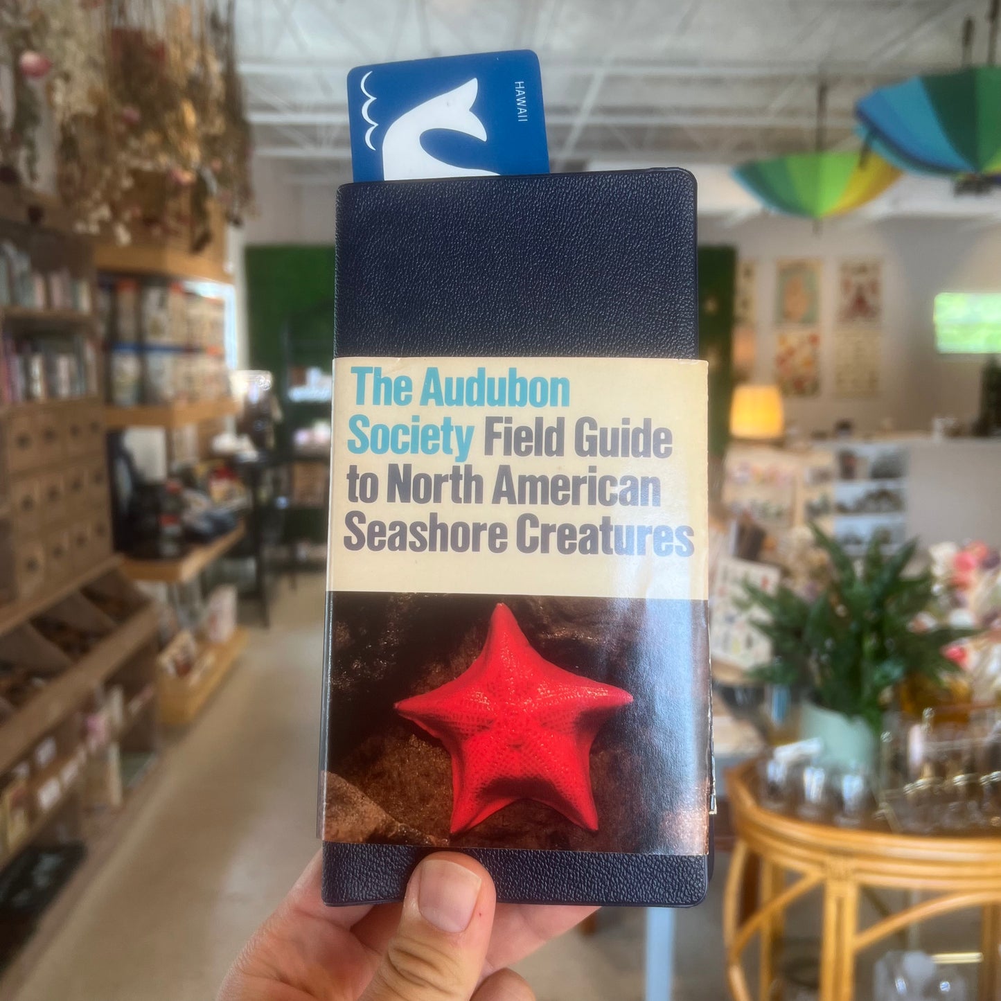 Field Guide To North American Seashore Creatures