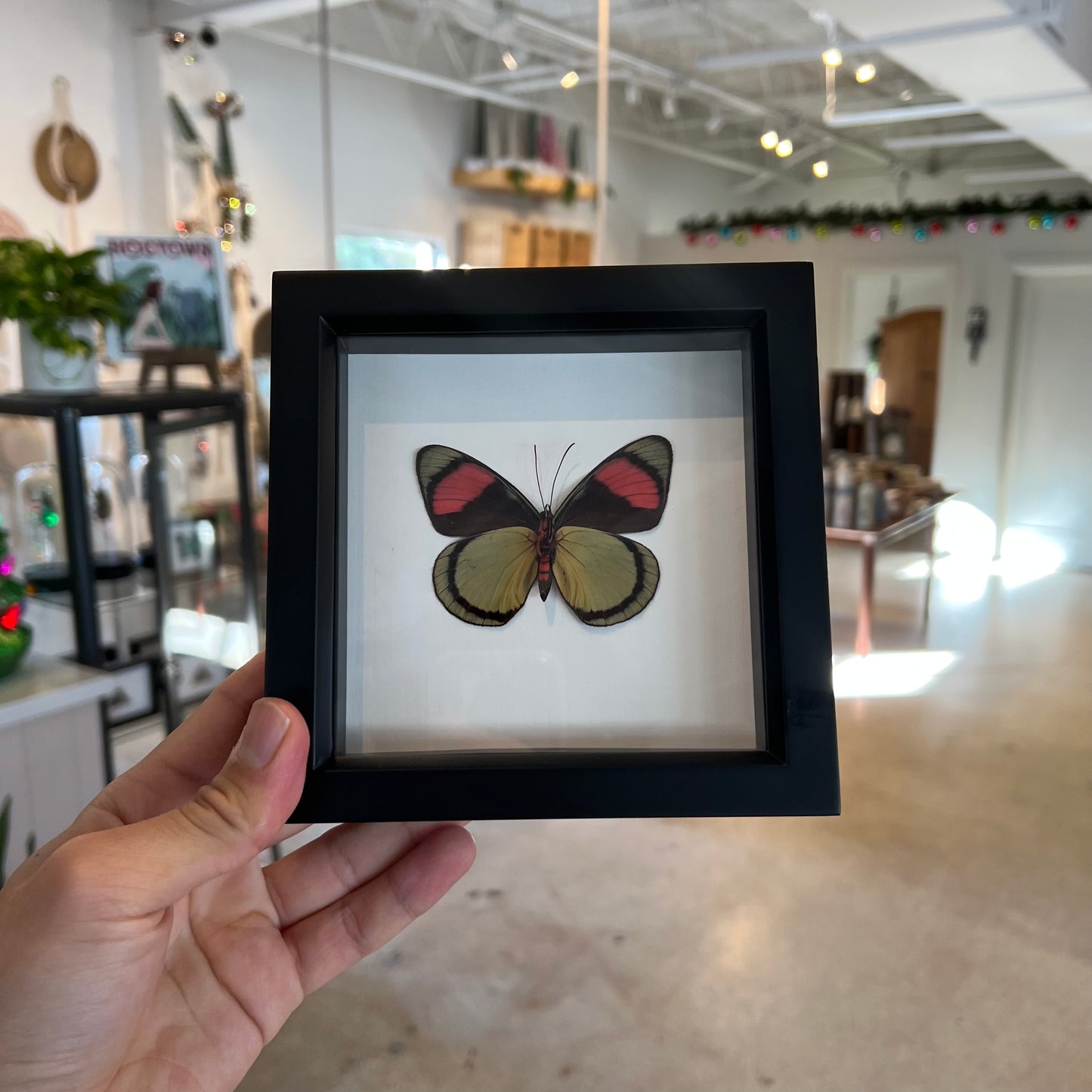 Framed Painted Beauty Butterfly