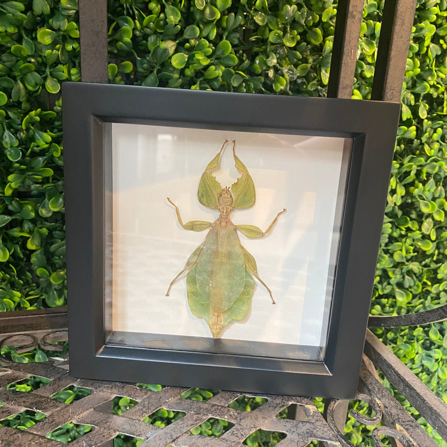 Bug under glass